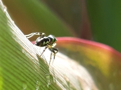 Salticidae