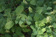 Vicia pisiformis
