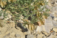 Zygophyllum pinnatum