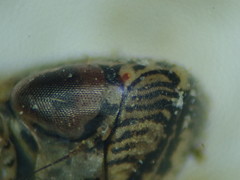 Euscelis incisus