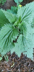 Urtica dioica