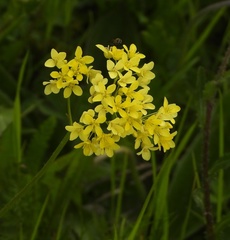 Biscutella laevigata