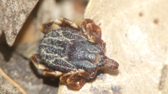 Hyalomma marginatum