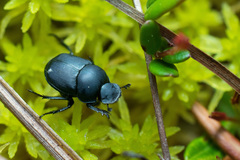 Boreocanthon simplex