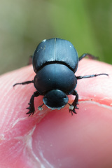 Boreocanthon simplex