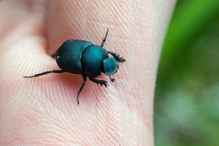 Boreocanthon simplex