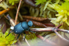 Boreocanthon simplex