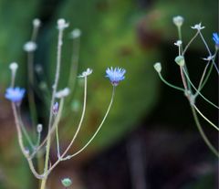 Knautia degenii