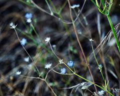 Knautia degenii