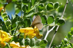 Iolana iolas
