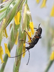 Grammoptera subargentata