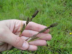 Carex hartmanii