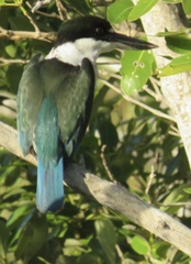 Todiramphus sordidus