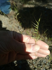 Festuca microstachys