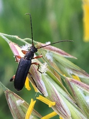 Grammoptera subargentata