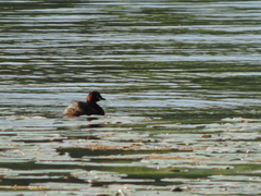 Tachybaptus ruficollis