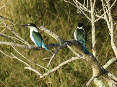 Todiramphus sordidus