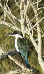 Todiramphus sordidus