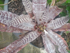 Cryptanthus