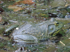 Lithobates catesbeianus
