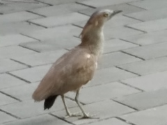 Gorsachius melanolophus