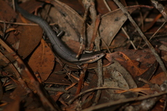 South-Western Cool-Skink photo 3