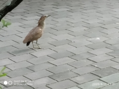 Gorsachius melanolophus