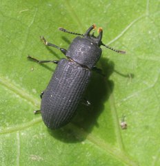 Toxicum punctipenne