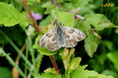Muschampia floccifera