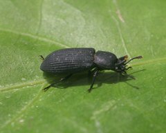 Toxicum punctipenne