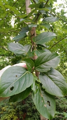 Populus ciliata