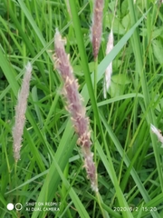 Imperata cylindrica