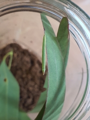 Crypsiphona ocultaria