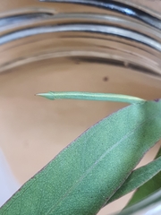 Crypsiphona ocultaria