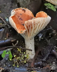 Camarophyllus pratensis gracilis