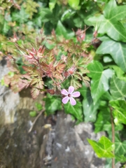 Geranium robertianum
