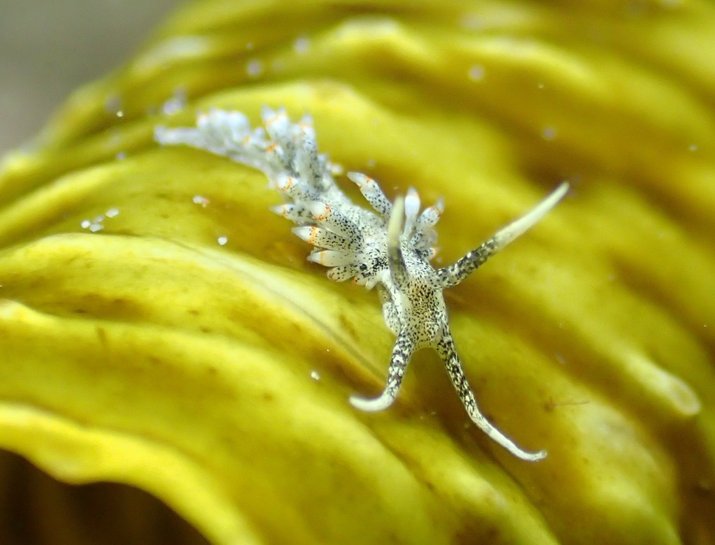 Herviella claror