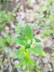 Galium valantioides