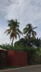 Cocos nucifera