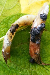 Sclerotinia sclerotiorum