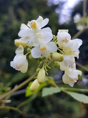 Cardiospermum grandiflorum