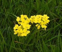 Erysimum jugicola