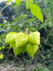 Cardiospermum grandiflorum