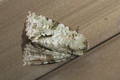Acronicta psorallina