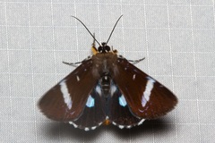 Argyrolepidia aequalis