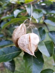 Cardiospermum grandiflorum