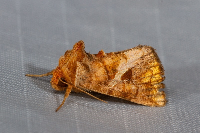 Zonoplusia ochreata