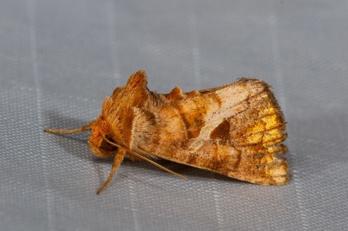 Zonoplusia ochreata (Walker, 1865)