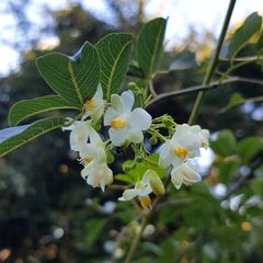 Cardiospermum grandiflorum