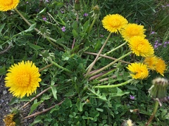 Taraxacum officinale